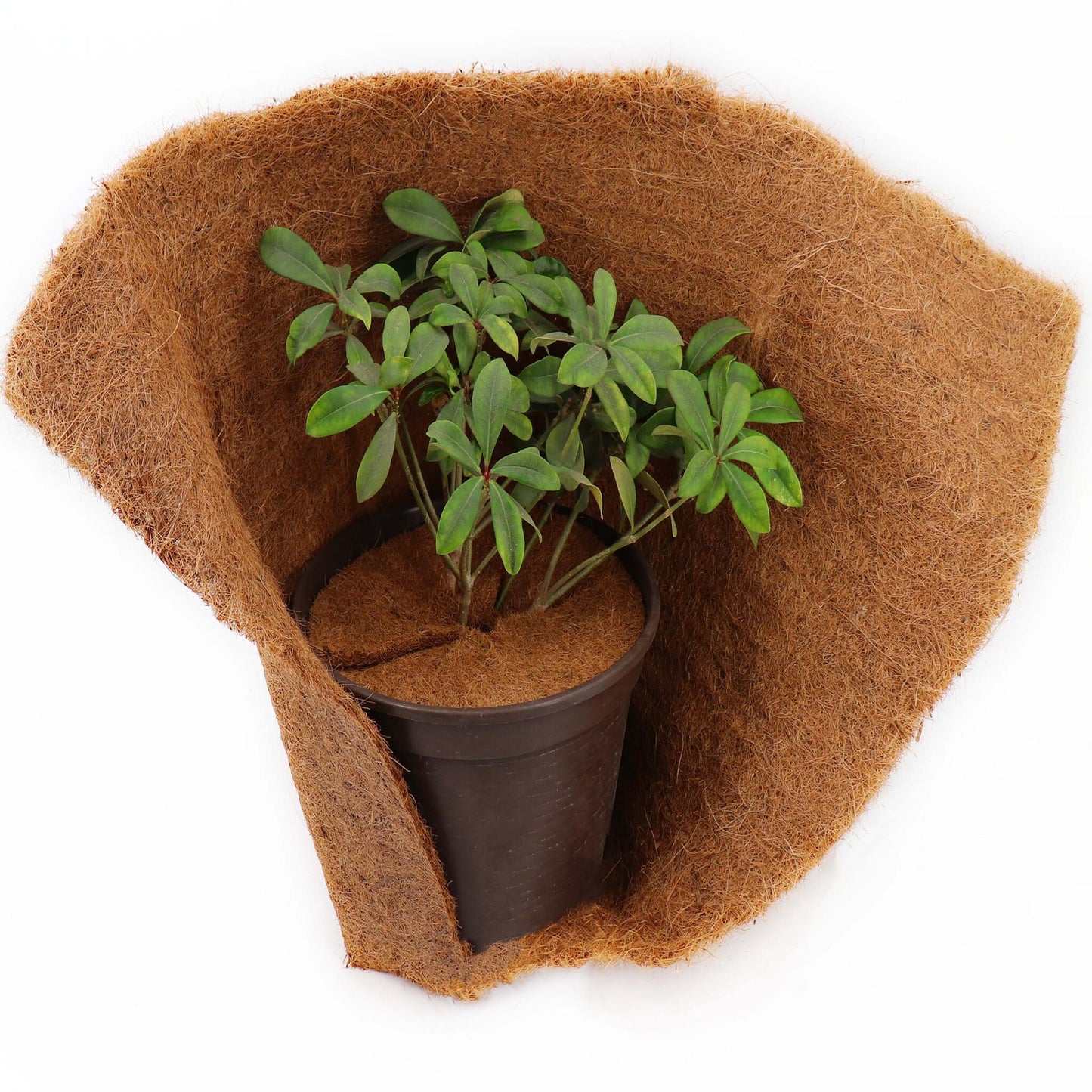 2 Discos Mulching De Coco 45cm Estera De Fibra De Coco Estera Protectora De Plantas De Fibra De Coco Coco_5