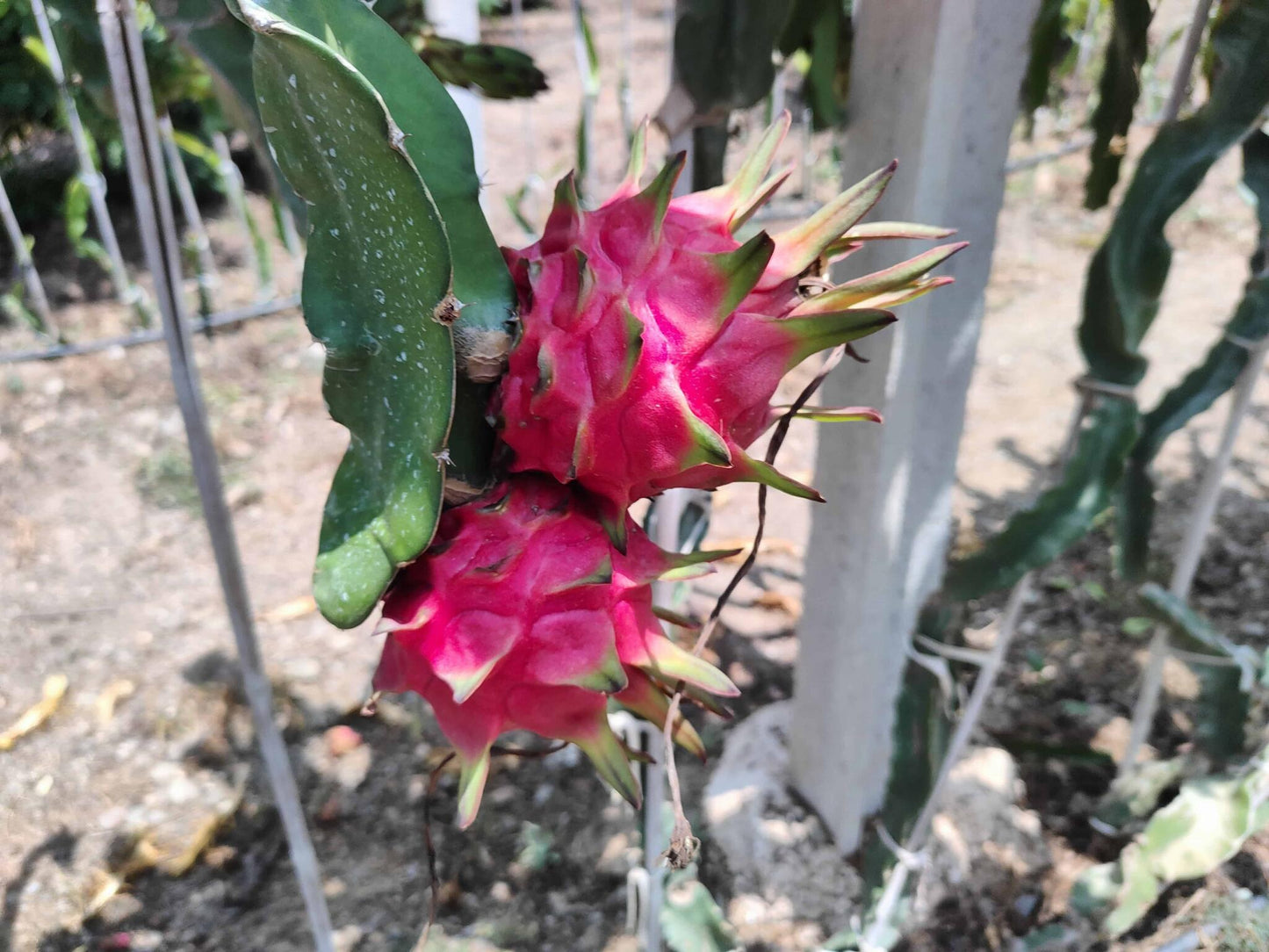 Mini Pitayas de la Axarquia 1/2 Kg_0