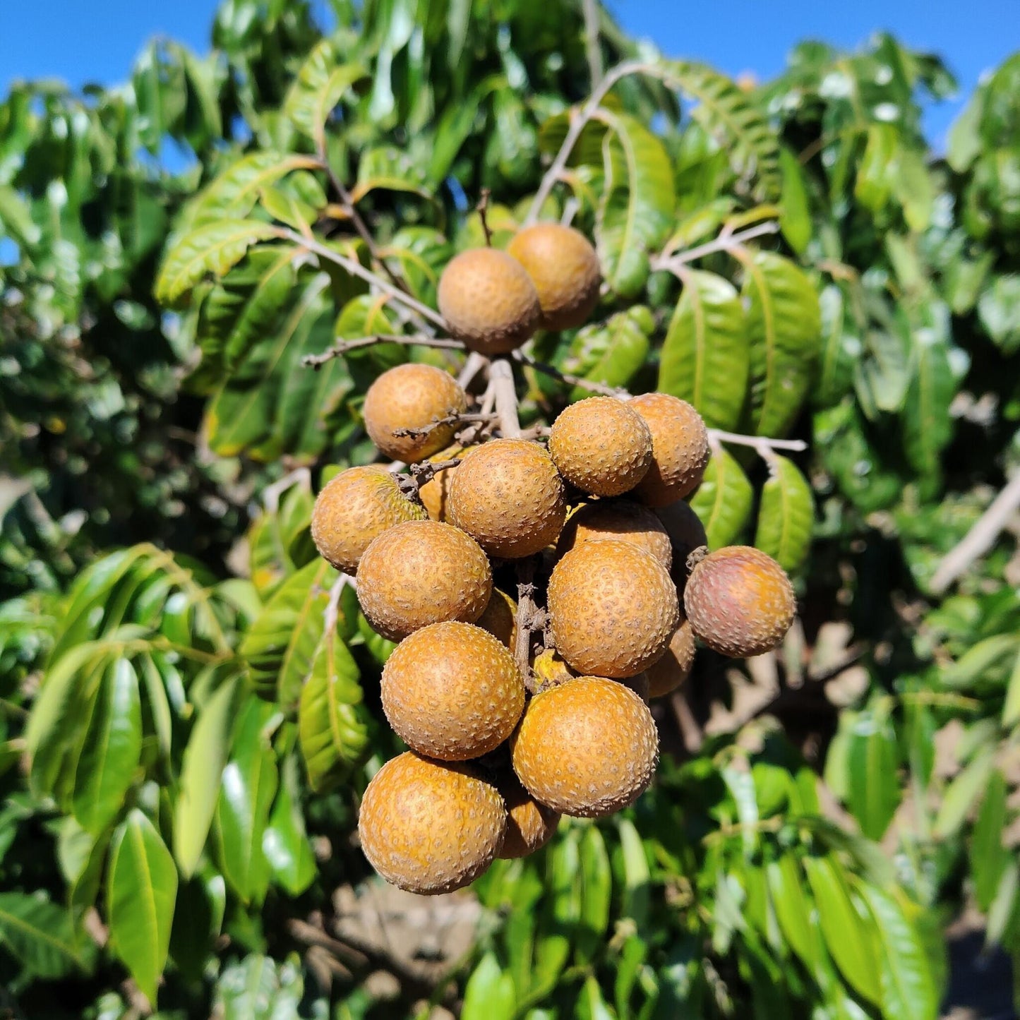 Longan Bio* Directos Desde El Campo 1/2 Kg_1