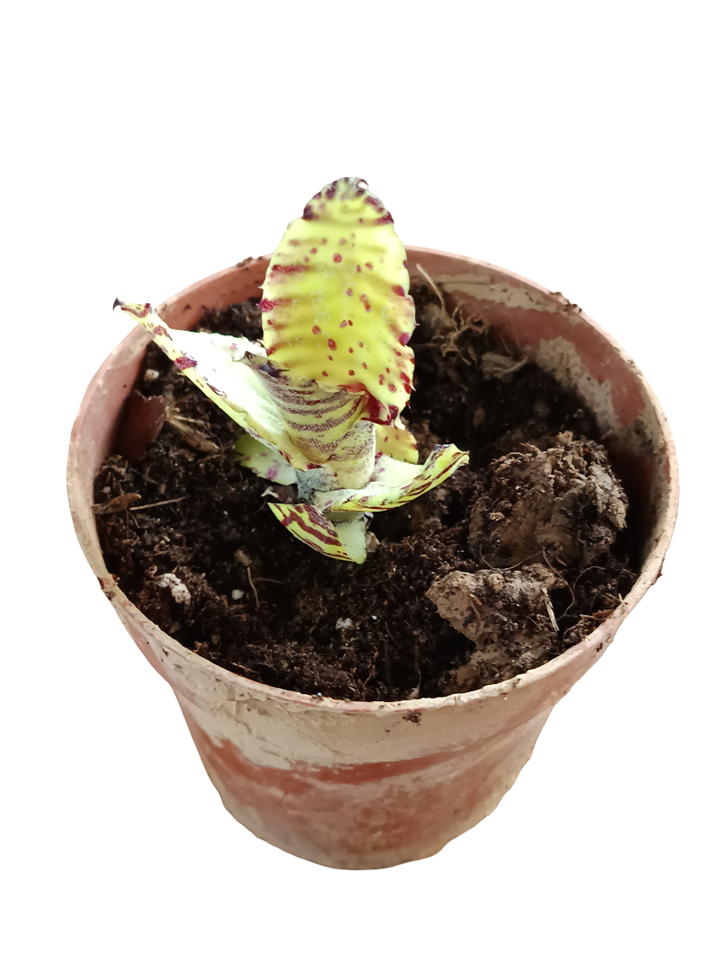 Neoregelia Akeso Planta Bromelia Para Terrarios E Inteior