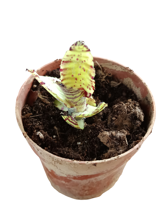 Neoregelia Akeso Planta Bromelia Para Terrarios E Inteior