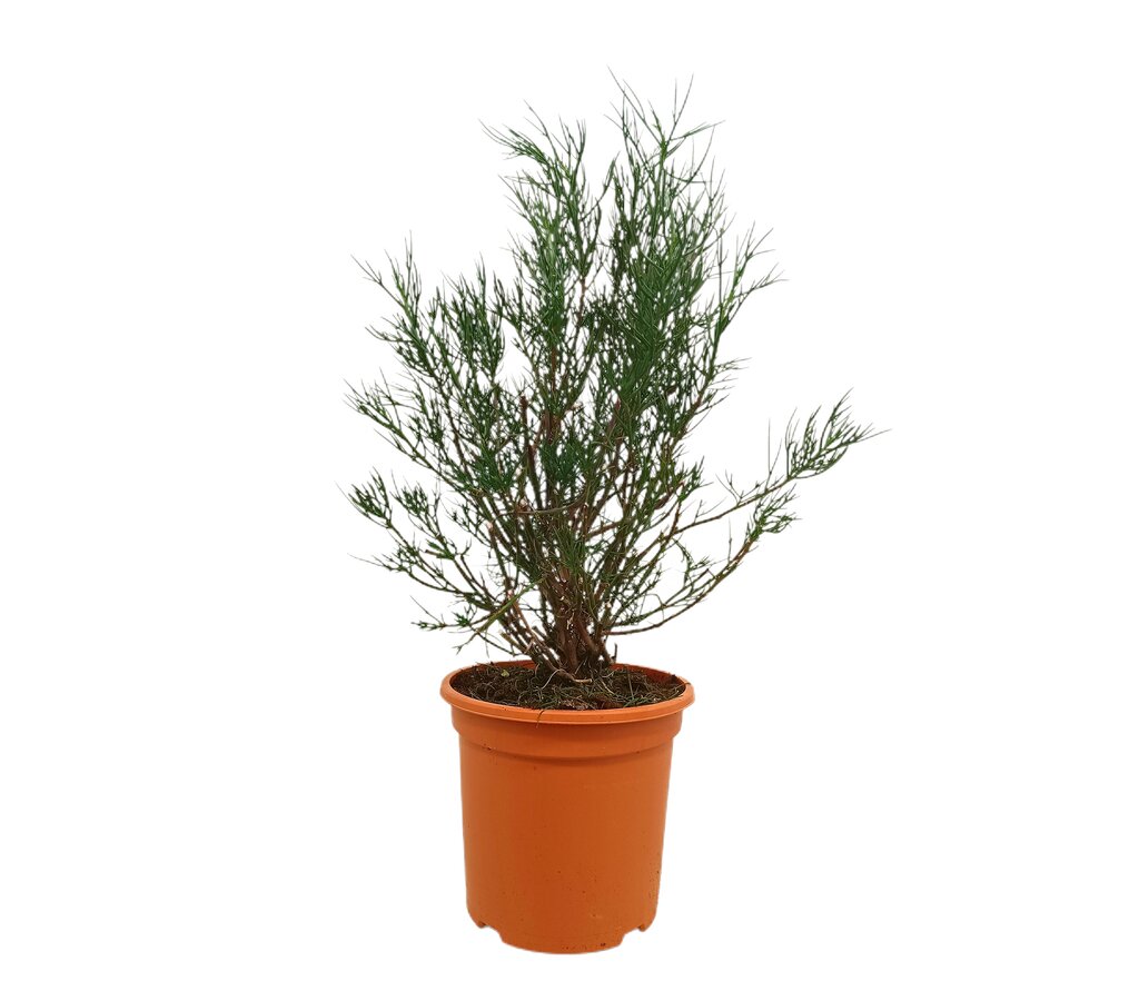 Alyogyne Hakeifolia M24 80cm_0