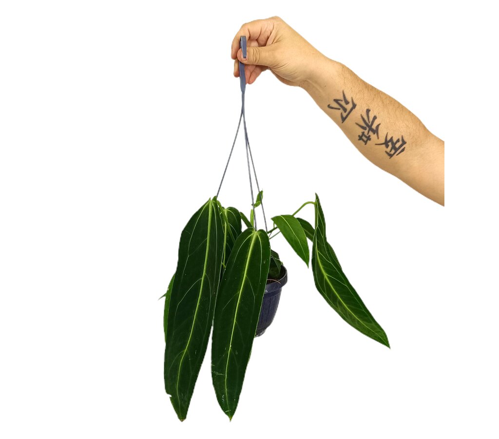 Anthurium Warocqueanum M15_0