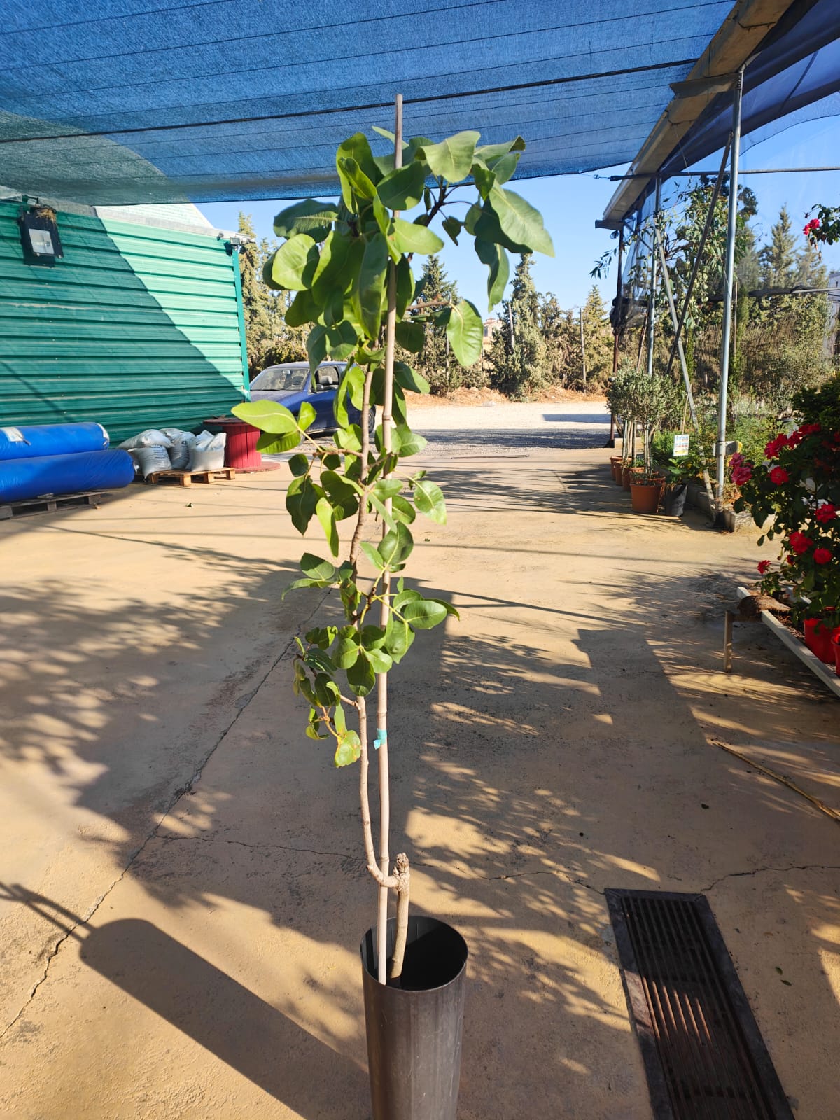 Pistacho Macho Peter 80cm Maceta_1