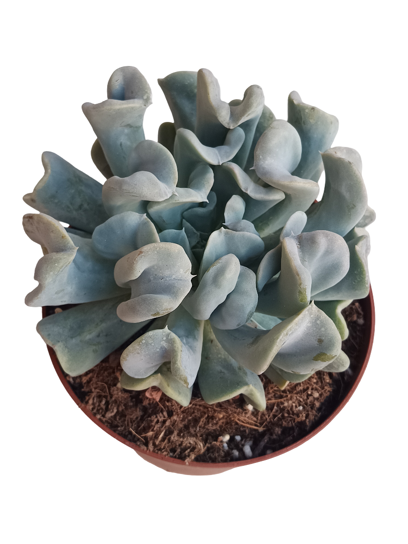Echeveria Topsy Turbi Planta Suculenta De Sol Ø13