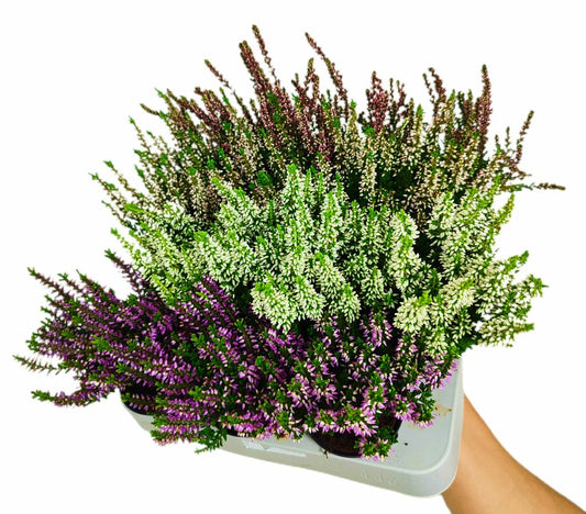 Calluna Vulgaris M6 (brezo)