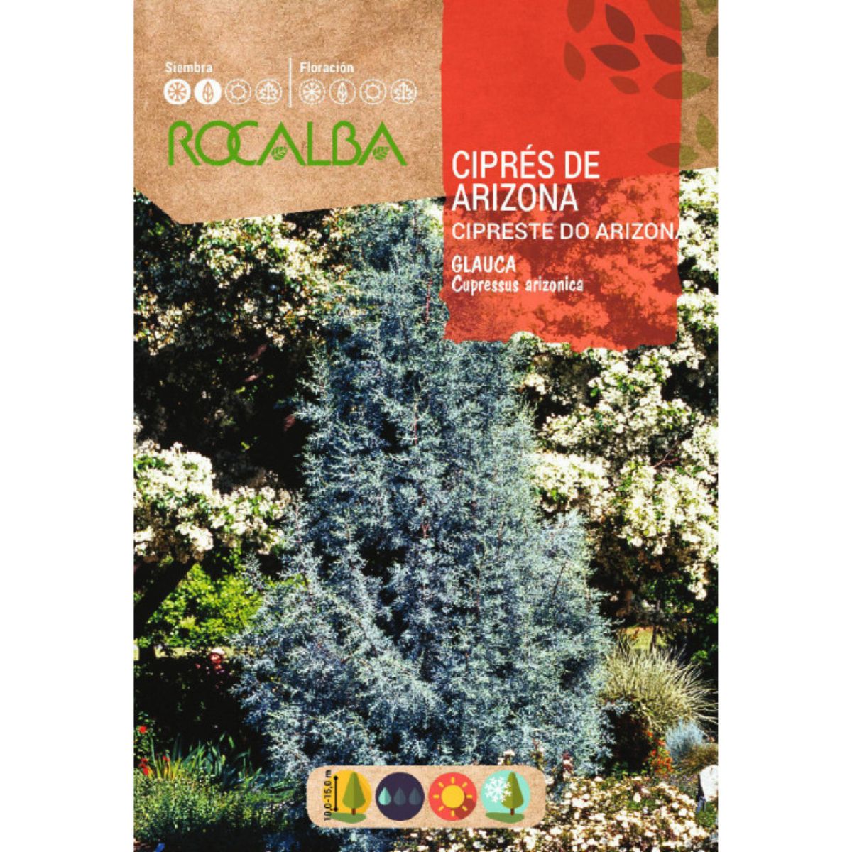 Semillas de Ciprés de Arizona Cipreses arizonica