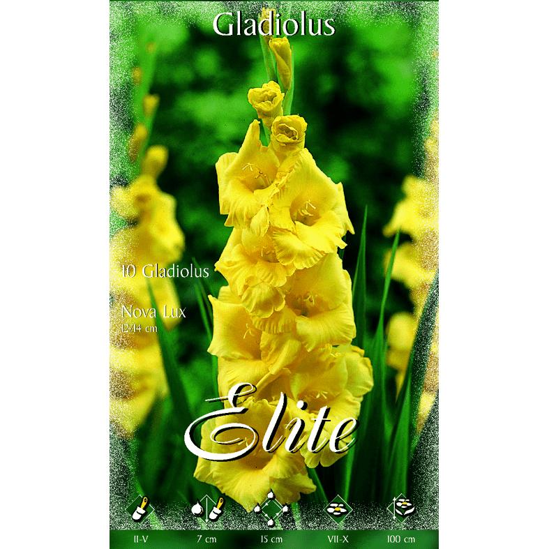 Bulbo Gladiolo amarillo 10 uds