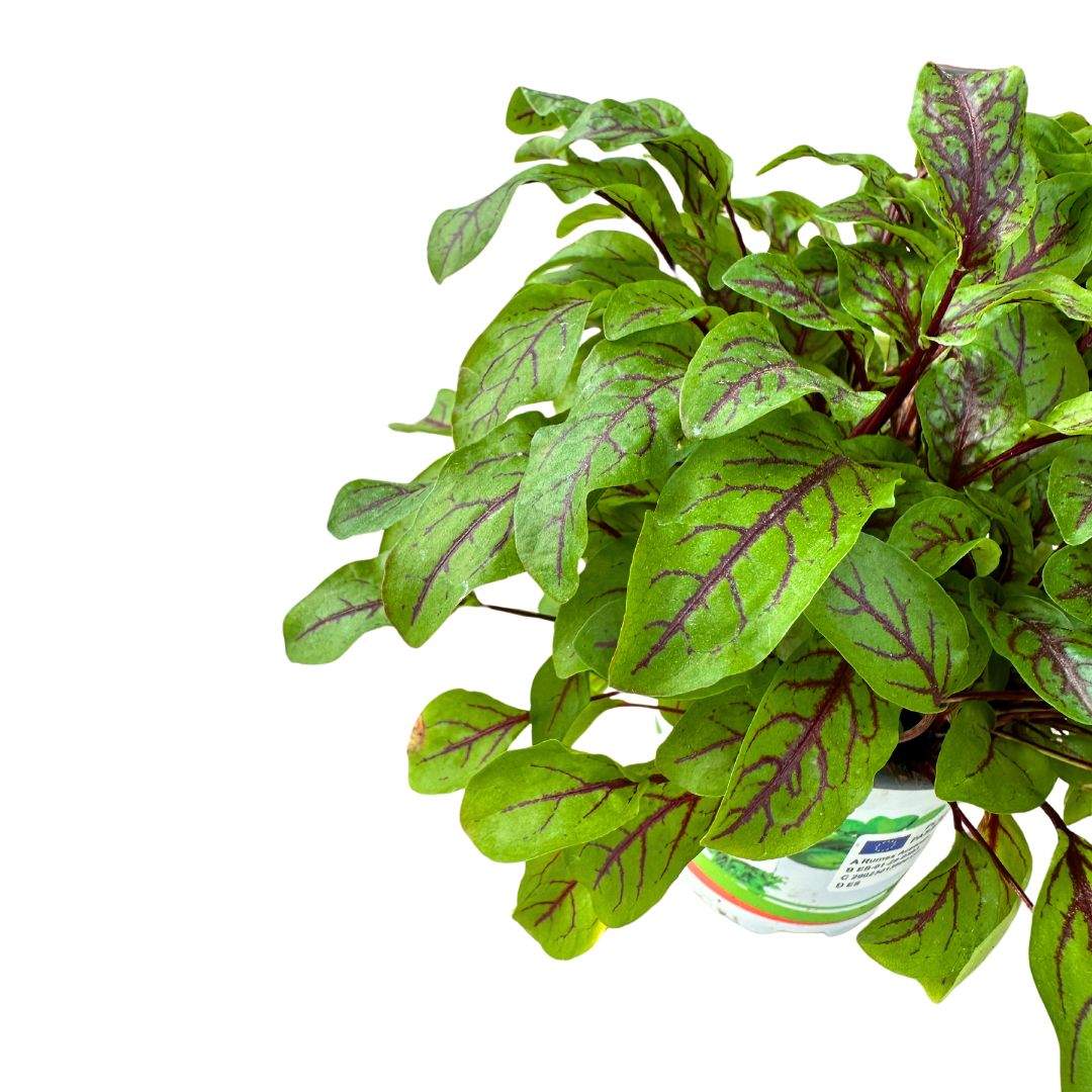 Acedera Variedad De Planta Aromática Para Tu Jardín_1