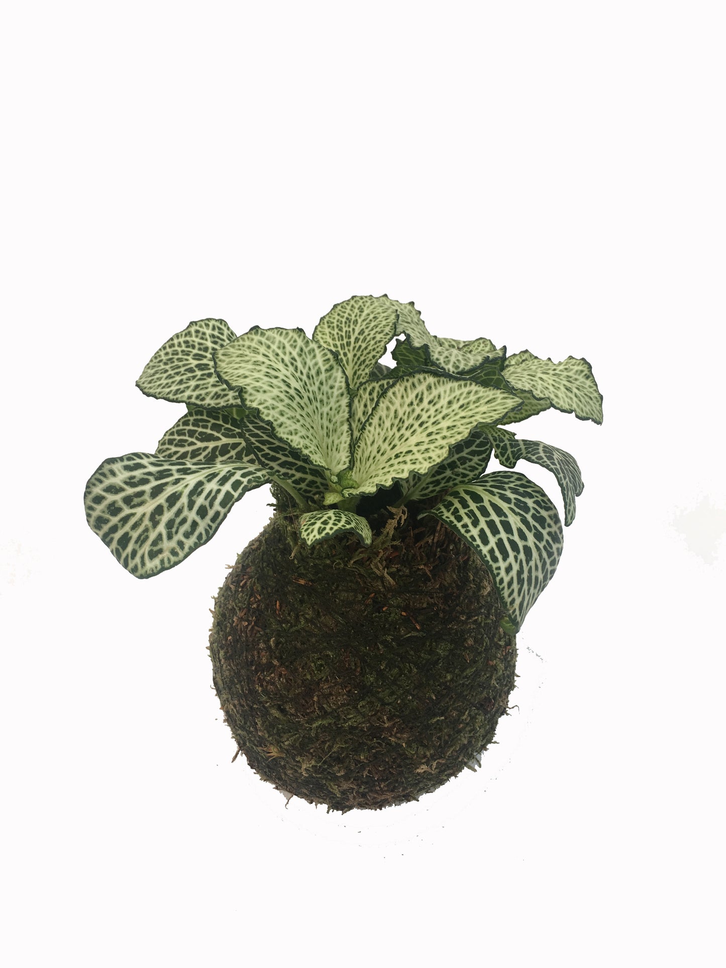 Kokedama Fittonia - Hecho A Mano - Altura Total Aprox. 15cm.