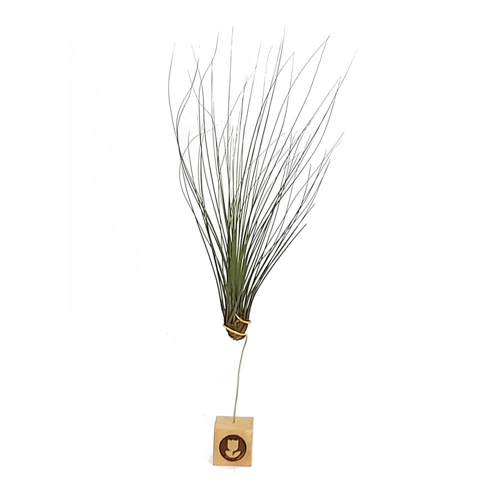 Tillandsia Juncifolia 20cm Alto X 10cm Ancho_1