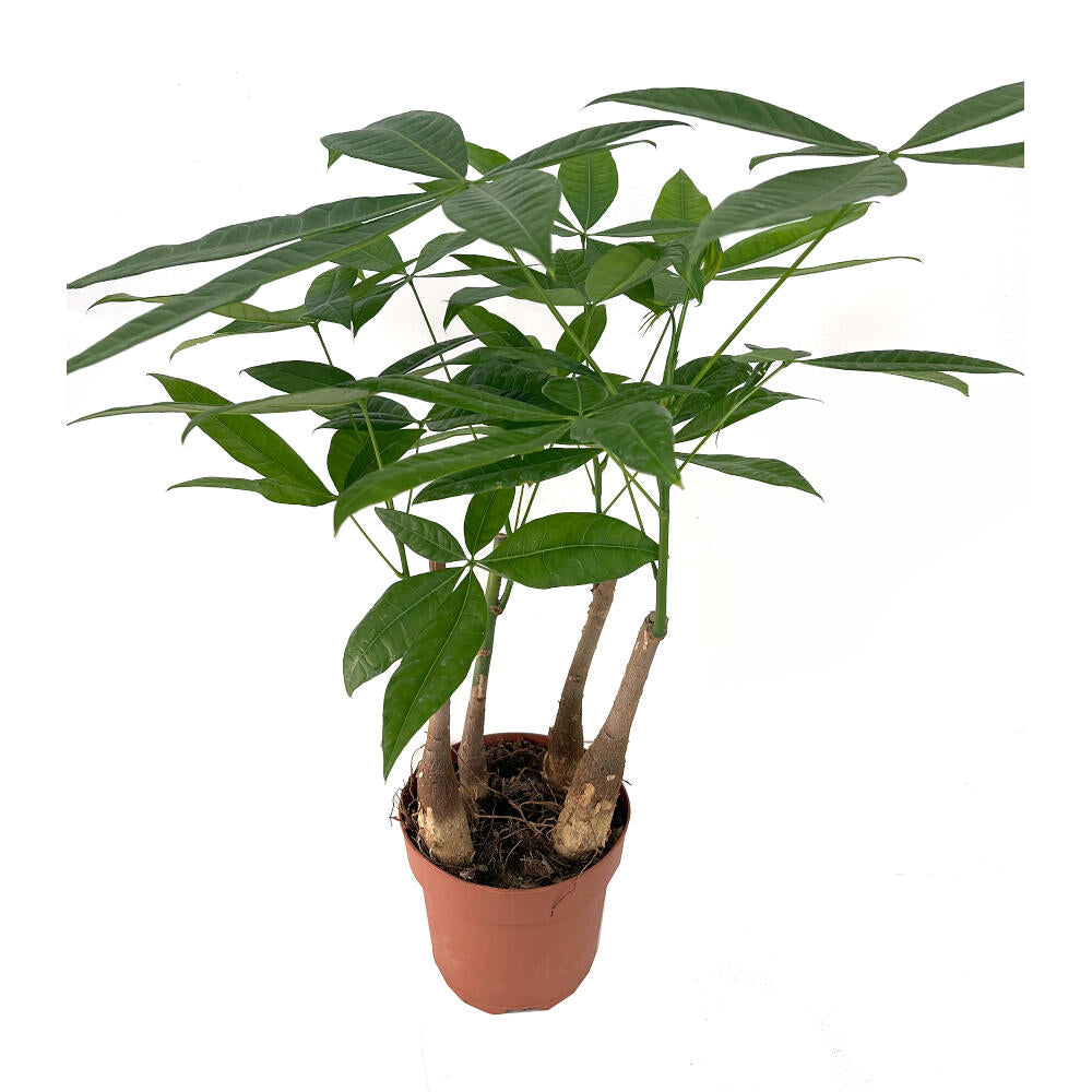 Pachira Acuática M17 60cm