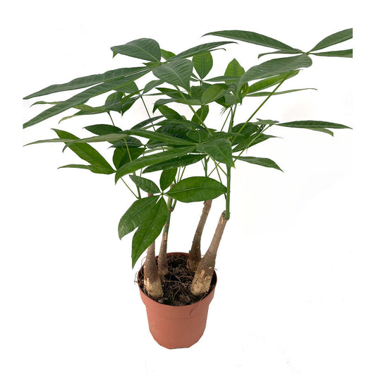 Pachira Acuática M17 60cm