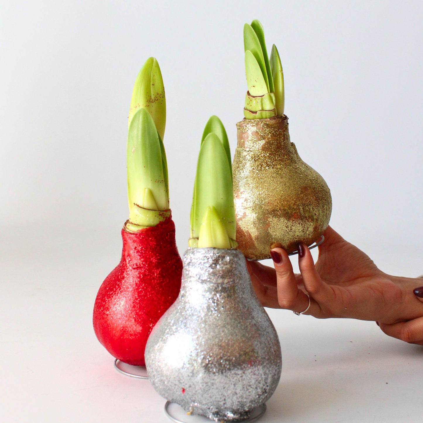 Amarilis - 3 Pzs - Hippeastrum 'glitter Mix' - Bulbo De Flor - Rojo