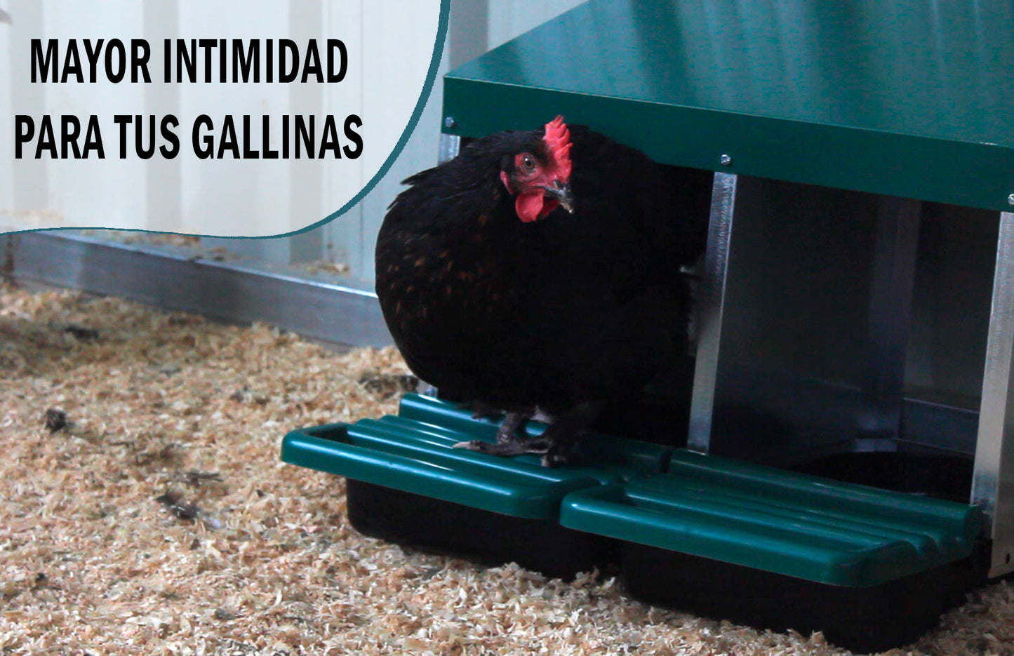 Ponedero Eco 2 Huecos Con Escamoteador | Recoge Huevos Más Limpios | Nido Para 8-10 Gallinas_3