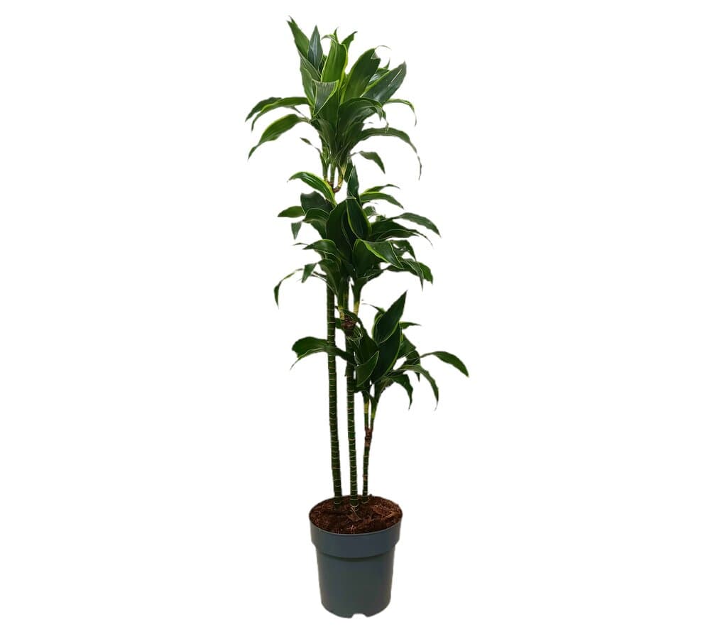 Dracena Dorado 3 Troncos 90-60-30 M22 140cm_0
