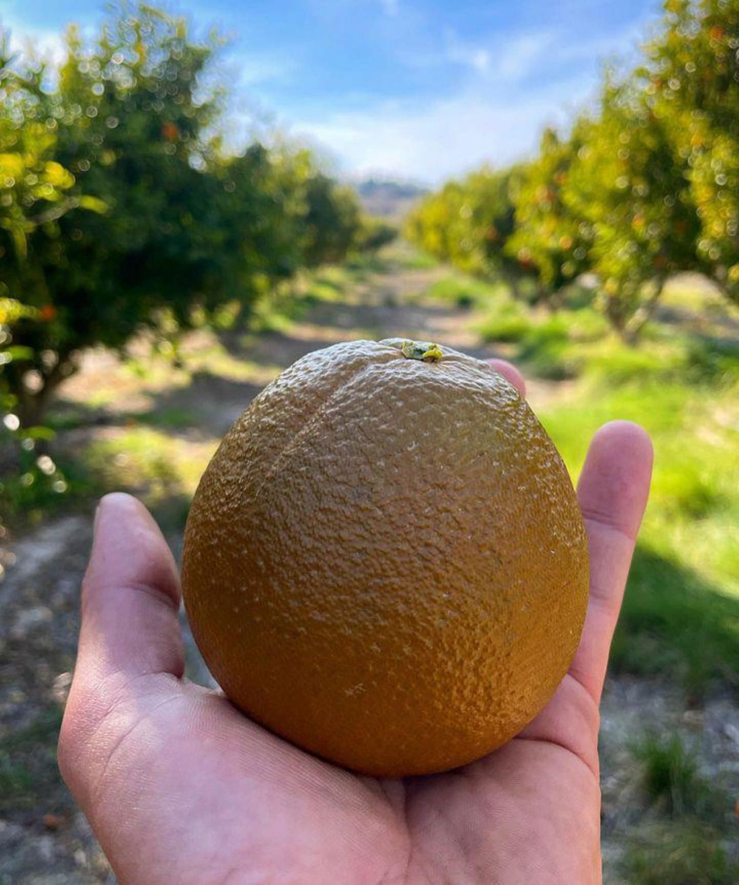 Naranja Chocolate Premium De La Huerta Valenciana Caja De 10 Kgs Recien Recogidas 24 Horas Antes De Ser Mandadas, Del Campo A Tu Mesa_1