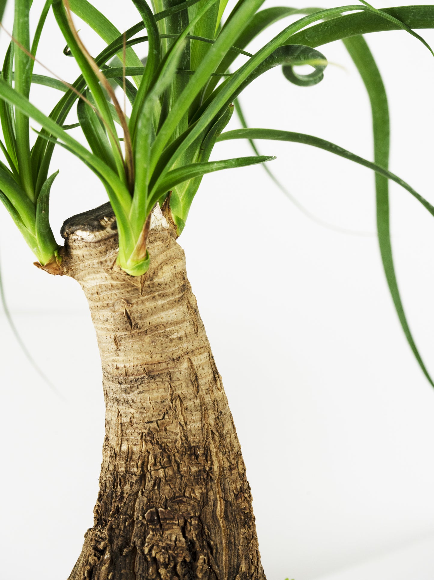 Nolina Beaucarnea | Altura 50cm - Maceta 17cm