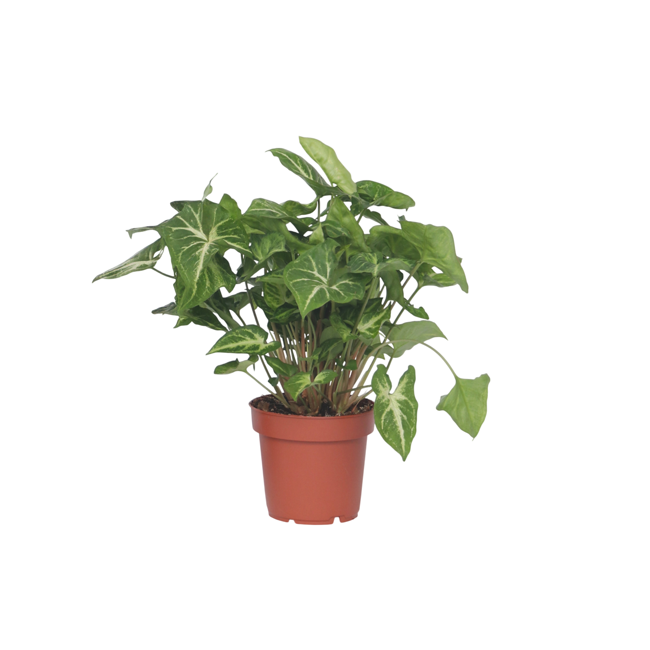 Planta Cabeza De Flecha - Syngonium 'pixie' - Altura 25-40cm - ⌀12cm