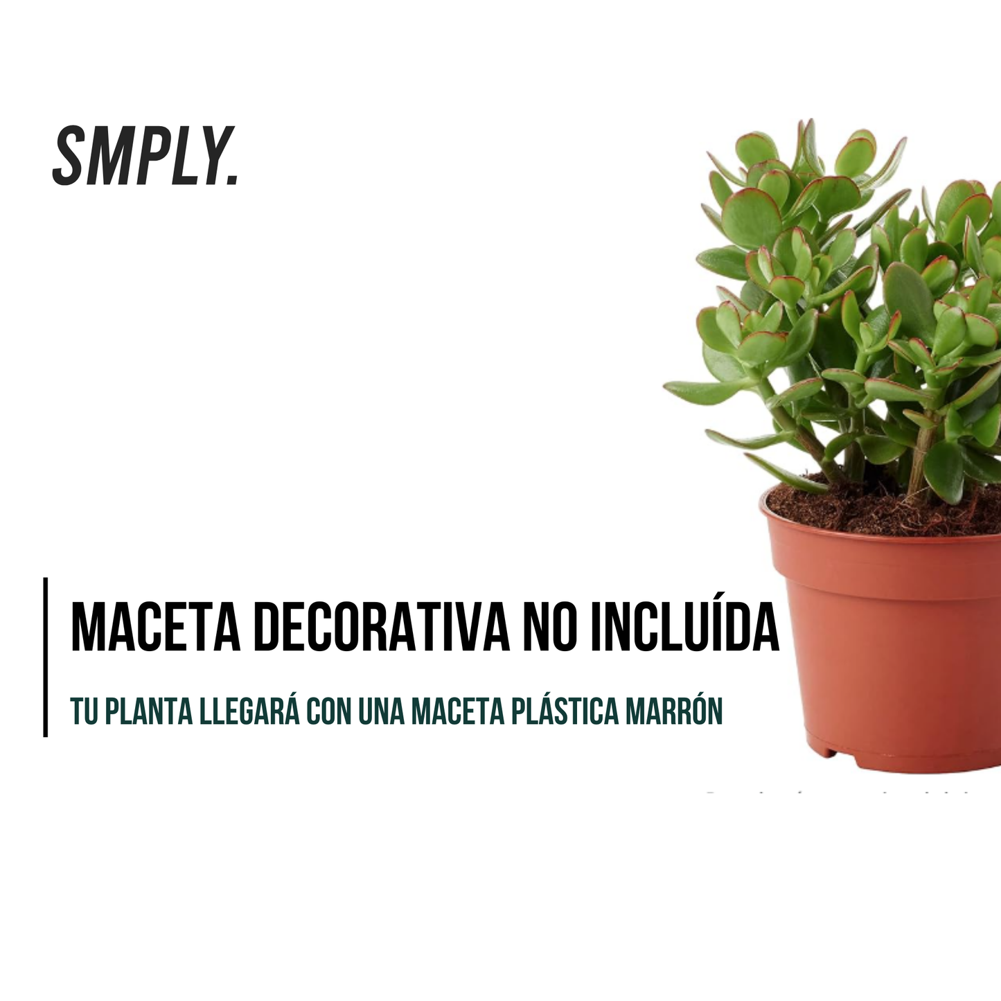 Crassula Ovata - Planta Natural Del Dinero O Arbol De Jade - En Maceta M12_3