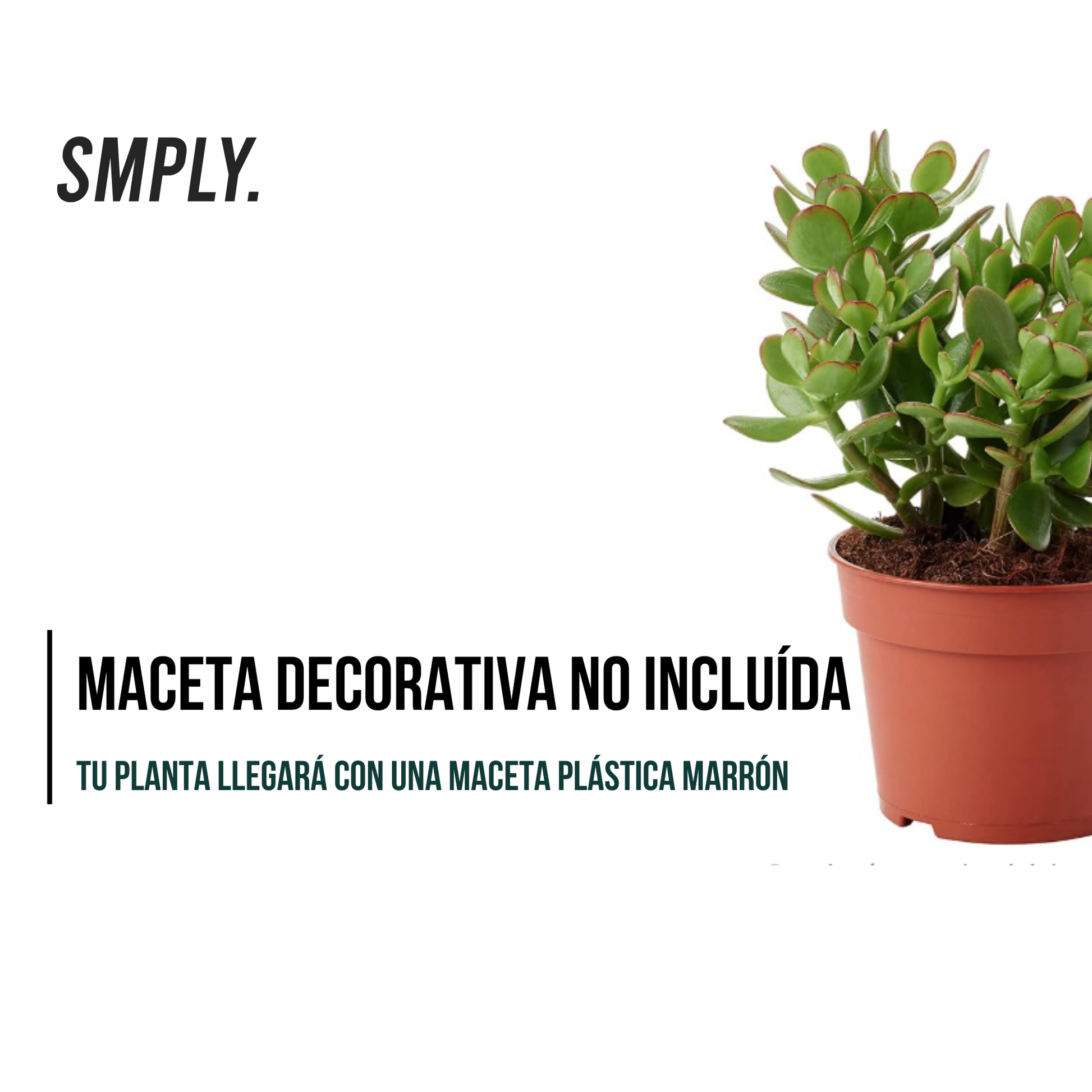 Crassula Ovata - Planta Natural Del Dinero O Arbol De Jade - En Maceta M12