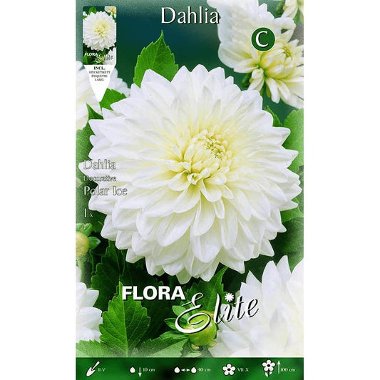 Bulbo Dalia decorativa blanco puro 1 ud