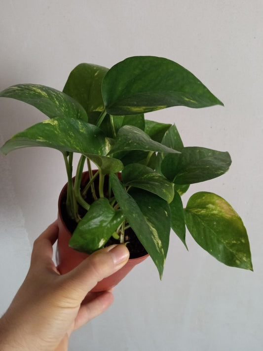 Planta De Interior Potho Ø12 Colgante