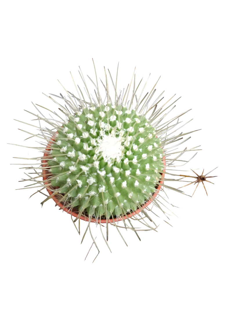 Cactus surtido aleatorio ☼ planta pequeña Ø5 VENTA POR UNIDAD