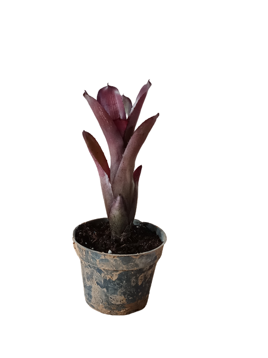 Neoregelia Dungsiana X Purple Star Planta Bromelia Para Terrarios E Inteior