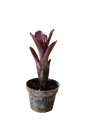Neoregelia Dungsiana X Purple Star Planta Bromelia Para Terrarios E Inteior