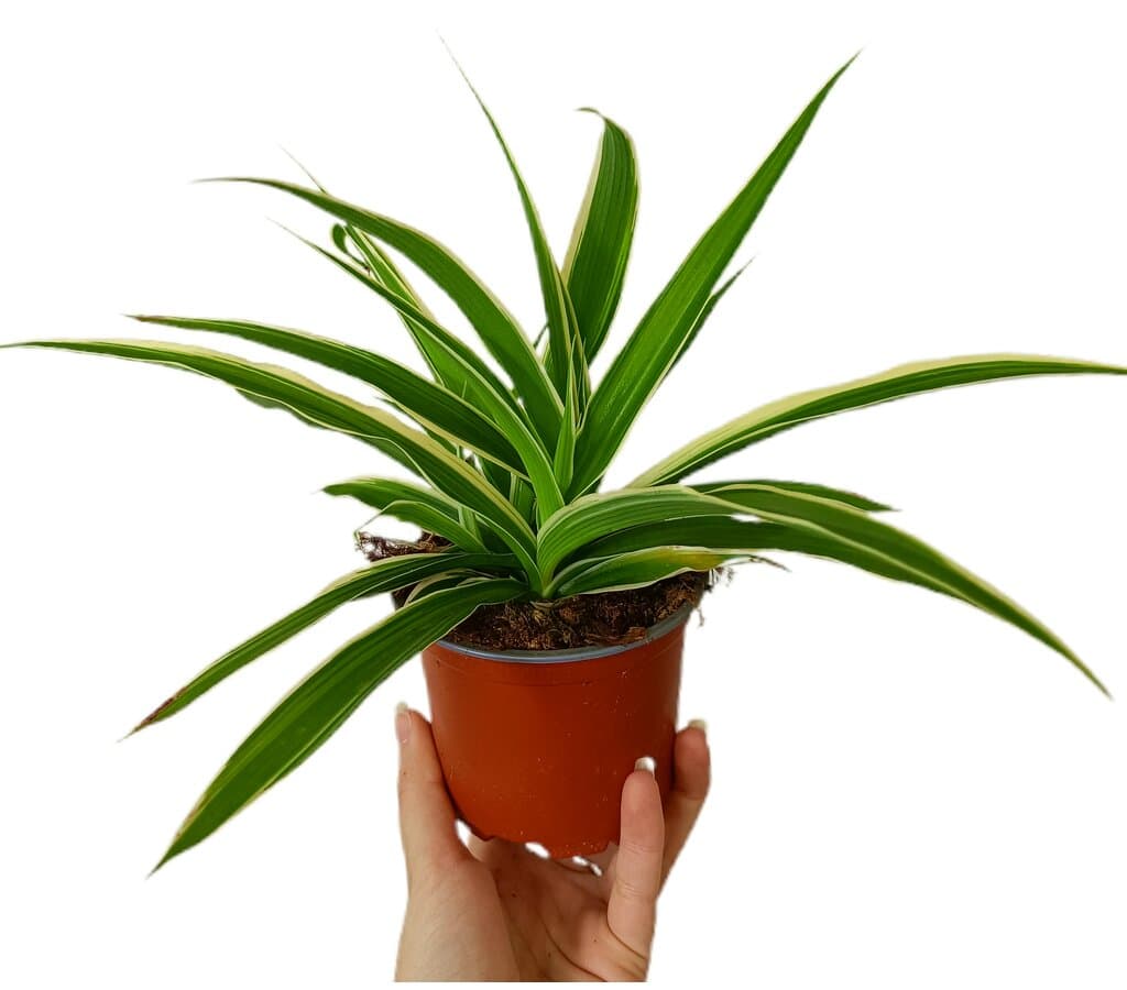 Chlorophytum M11_0