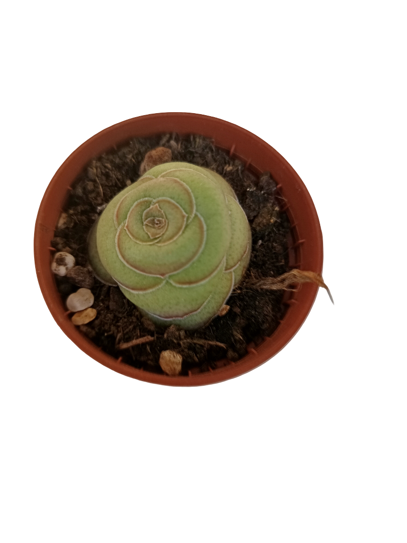 Crassula Hemispherica Planta Suculenta Ø8_0