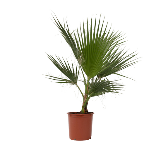 Palmera Mexicana - Washingtonia Robusta - Altura 70-90cm - ⌀21cm