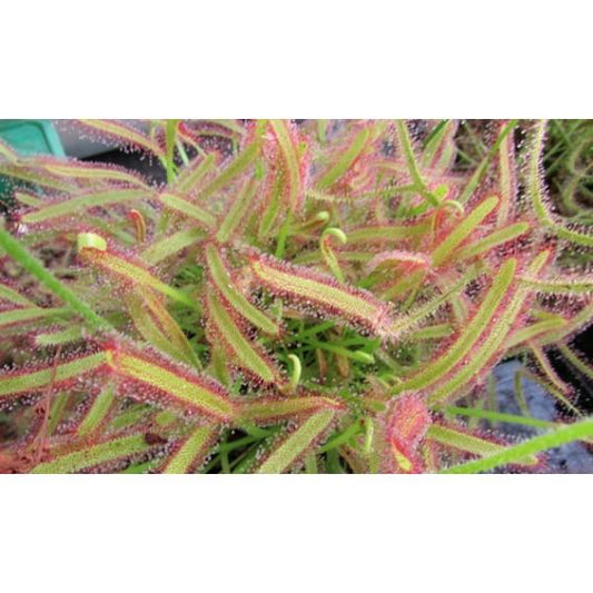 Semillas plantas carnívoras Drosera capensis
