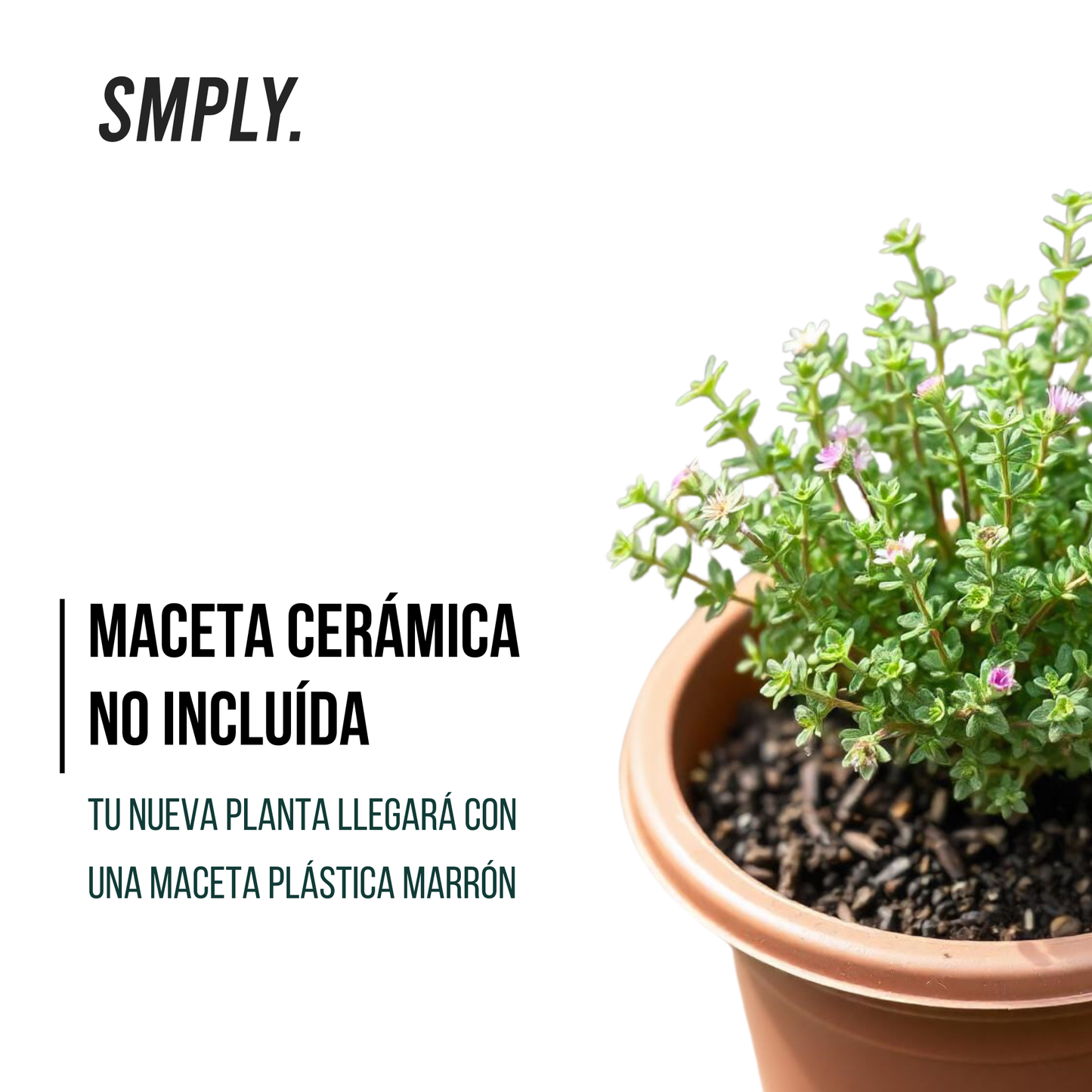 Smply -pack De 15 Plantas Aromáticas Naturales En Maceta Set Completo De Hierbas Frescas Ideal Para Cocinar Kit , En Maceta M11