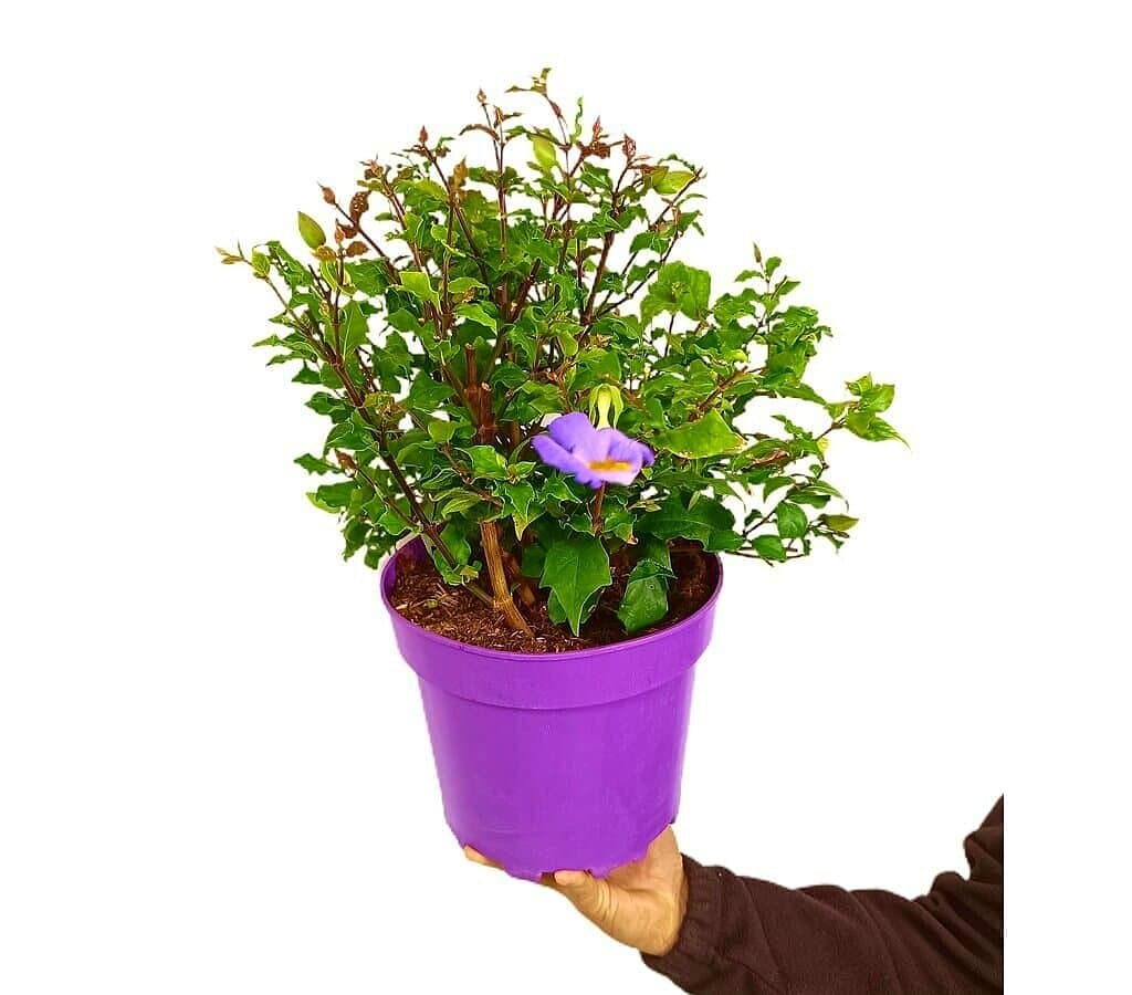 Thunbergia Erecta M22 40cm_0