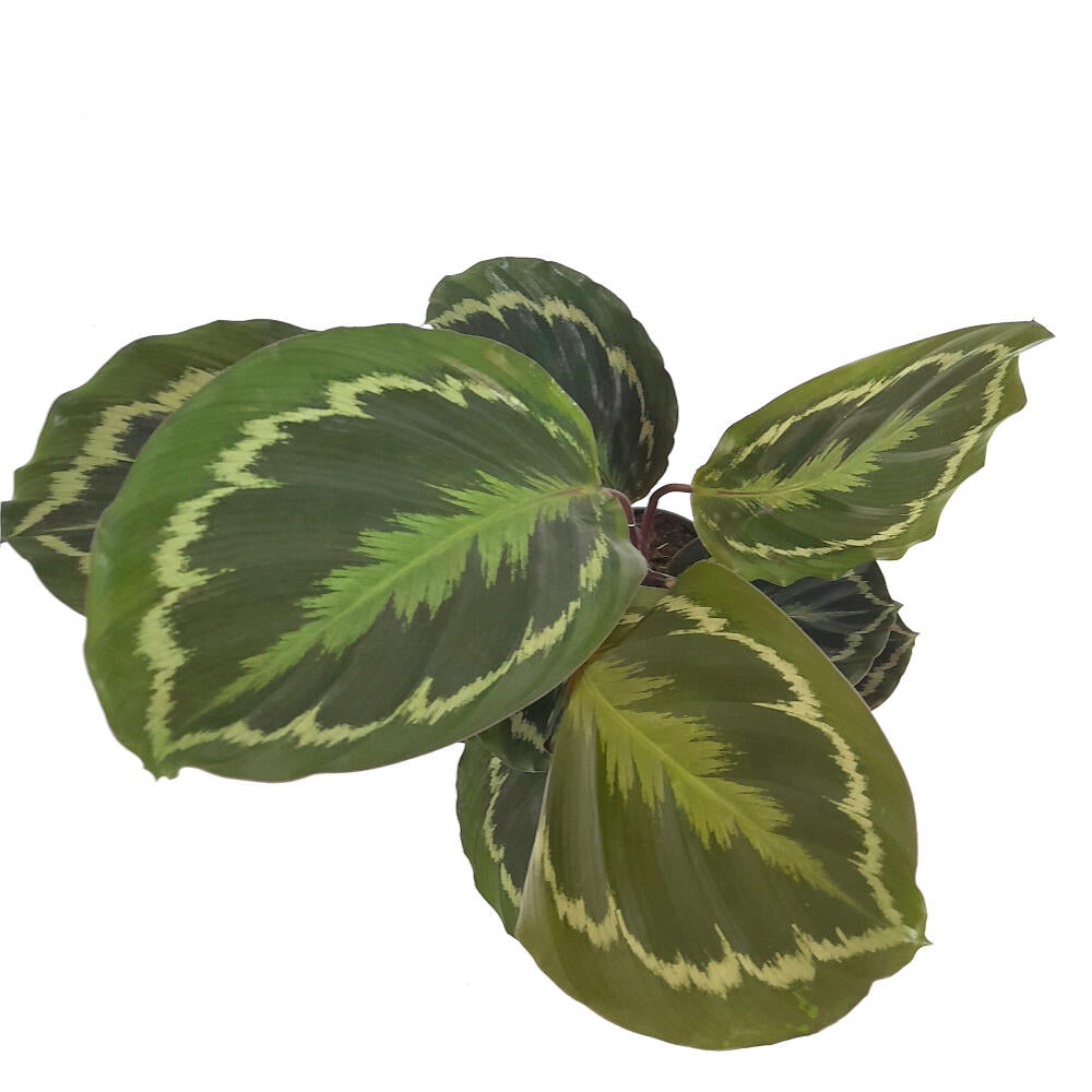 Calathea Medallion M14 60cm_1