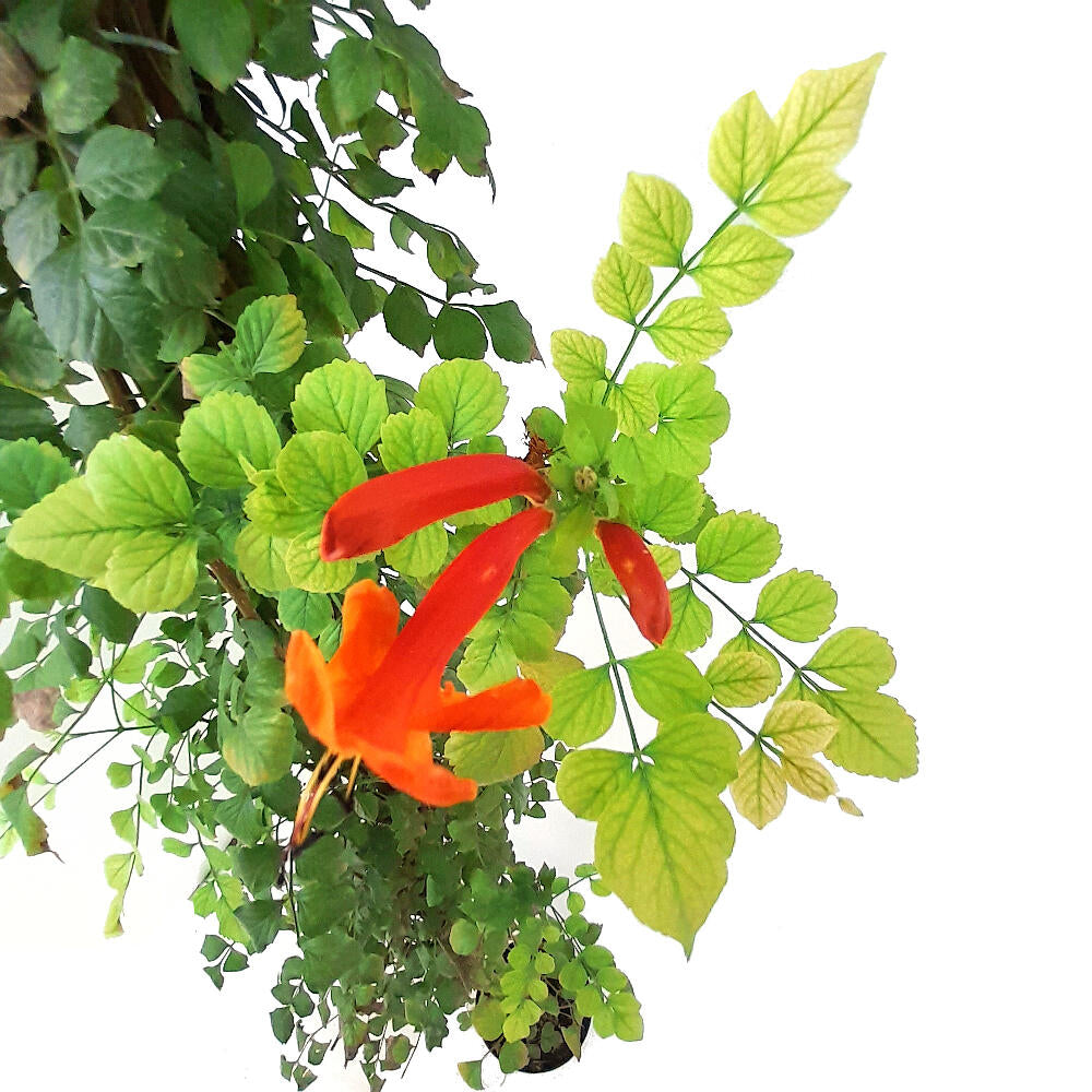 Bignonia Capensis M20 150cm_1