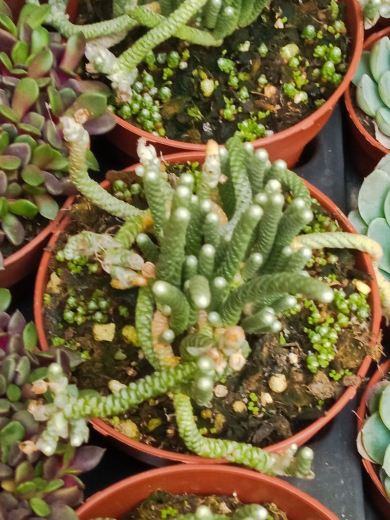 Avonia Namaquensis Planta Suculenta Ø8_0