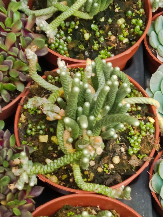 Avonia Namaquensis Planta Suculenta Ø8