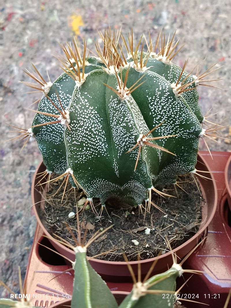 Cactus Y Suculenta Planta Grande Ø13 ☼ Ref003_0