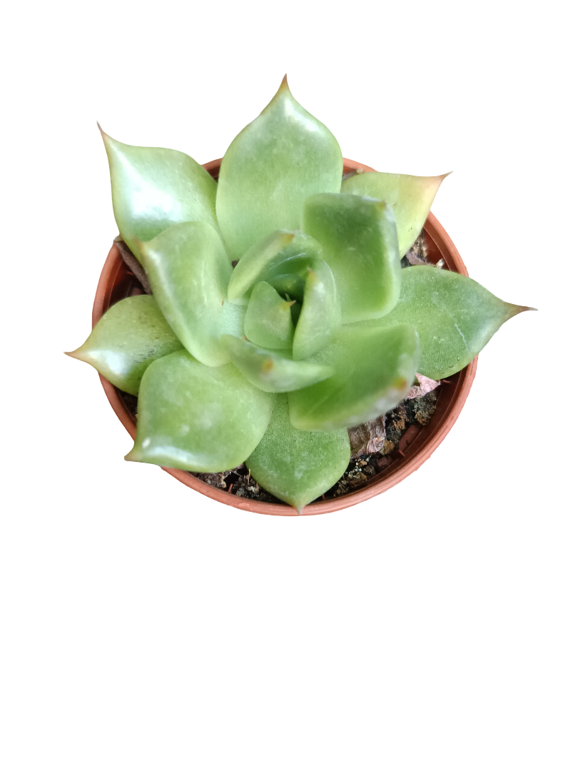 Planta suculenta  ☼ surtida aleatoria pequeña Ø5 VENTA POR UNIDAD