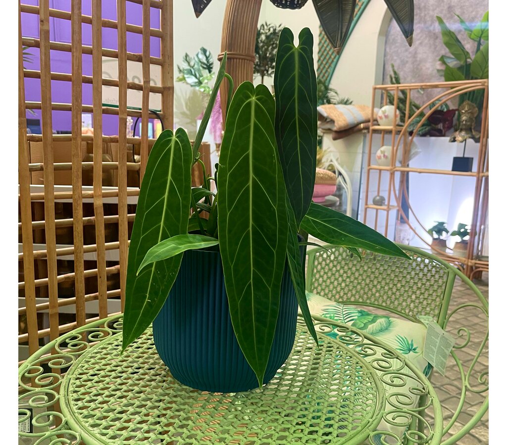 Anthurium Warocqueanum M19_2