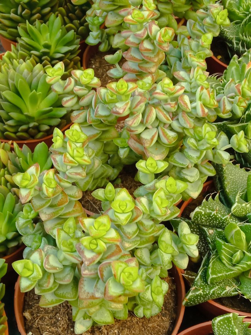 Crassula Rupestris Planta Suculenta Ø8