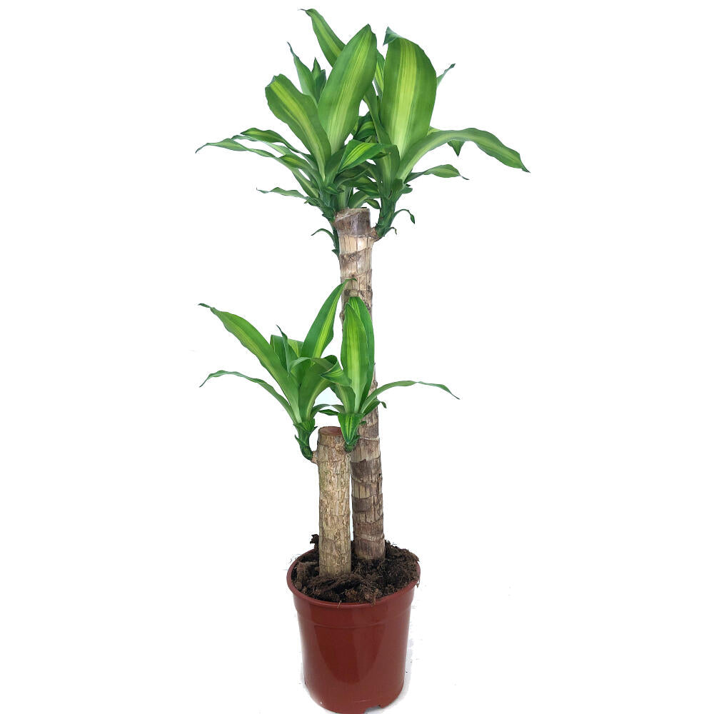 Dracena Masageana 2 Troncos 60-30 M17 90cm_0