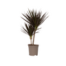 Drácena - Dracaena Marginata 'magenta' - Altura 70-80cm - ⌀17cm