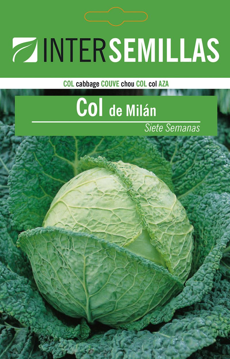 Sobre De Semillas De Col De Mila Siete Semanas