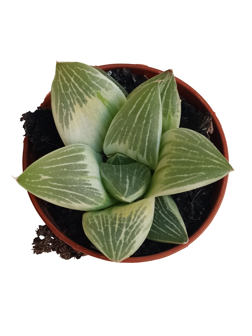 Haworthia Milky Way Planta Suculenta De Interior Ø5