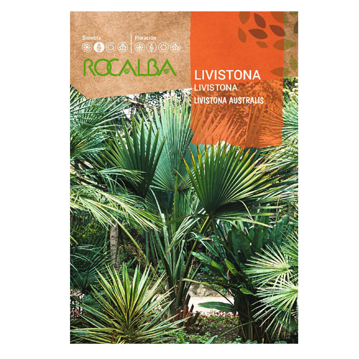 Semillas de palmeta Livistona, Rocalba