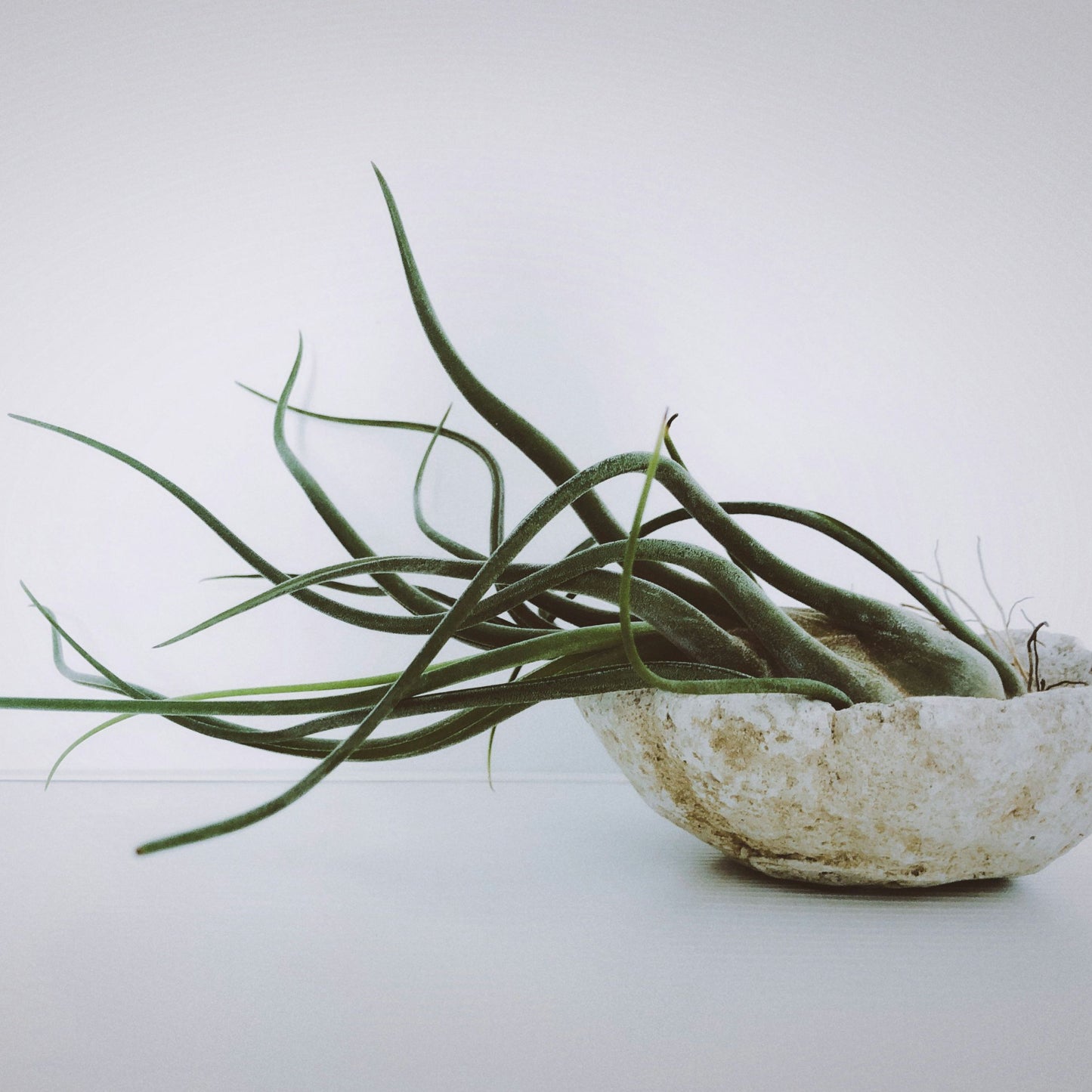 Claveles De Aire - 24 Pzs - Tillandsia - Altura 5-15cm - ⌀5cm